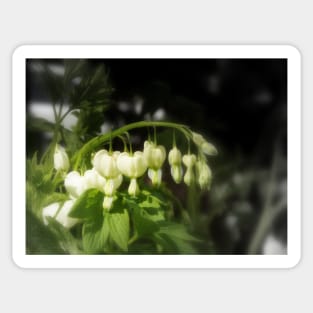 white bleeding hearts #2 Sticker